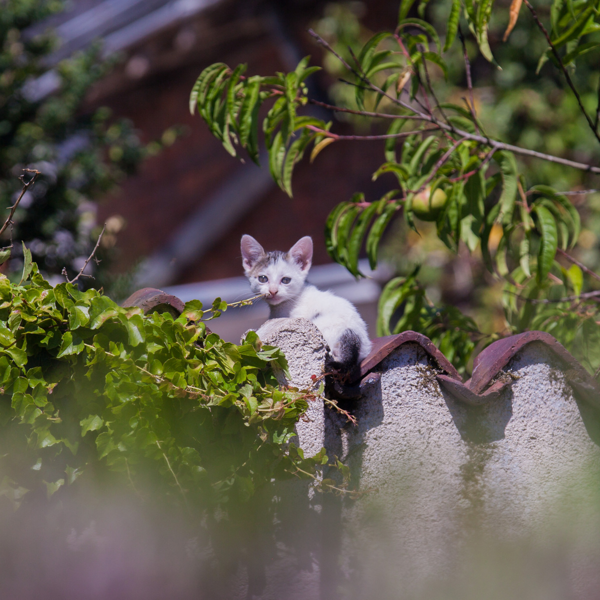 Chaton sur le muret