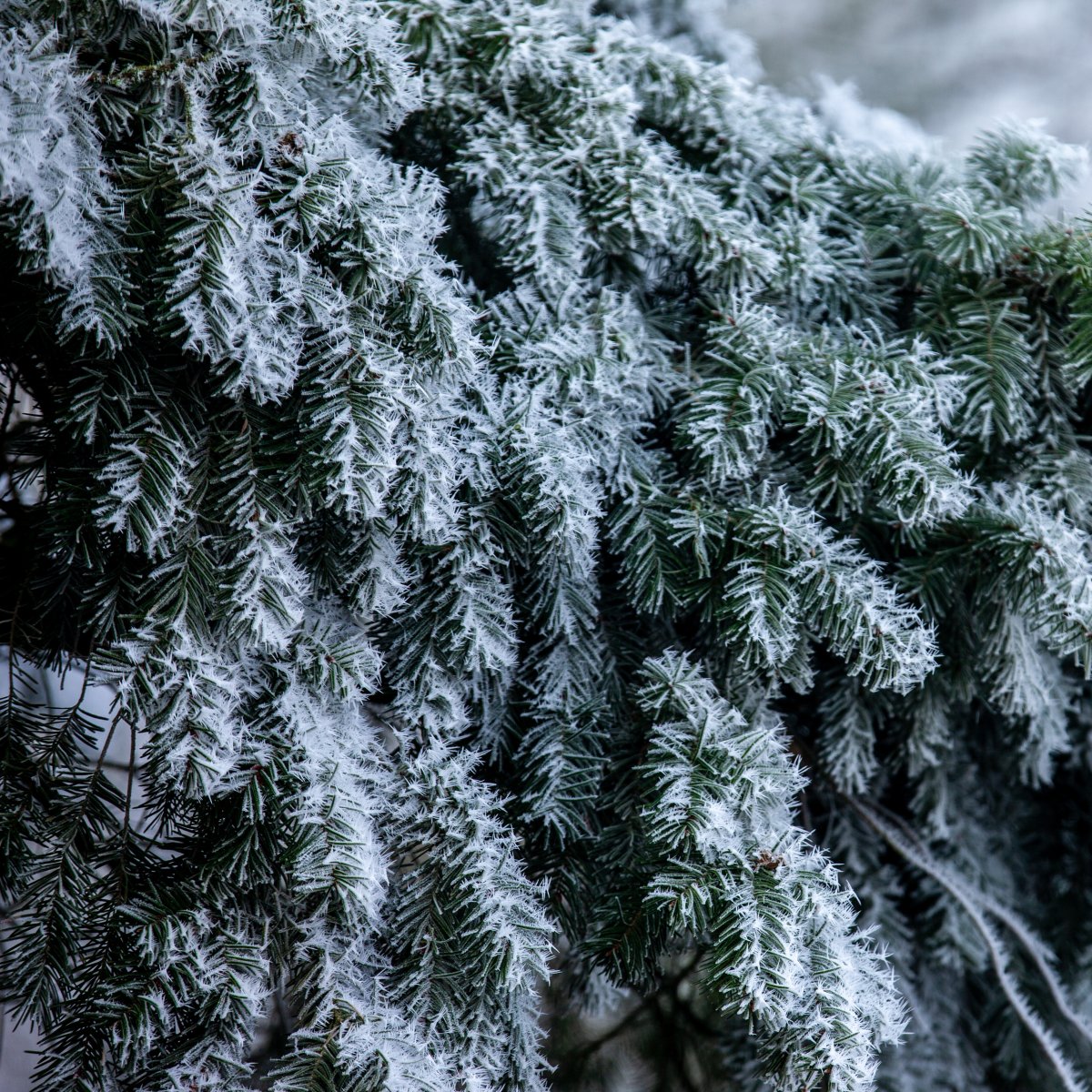Sapin givré