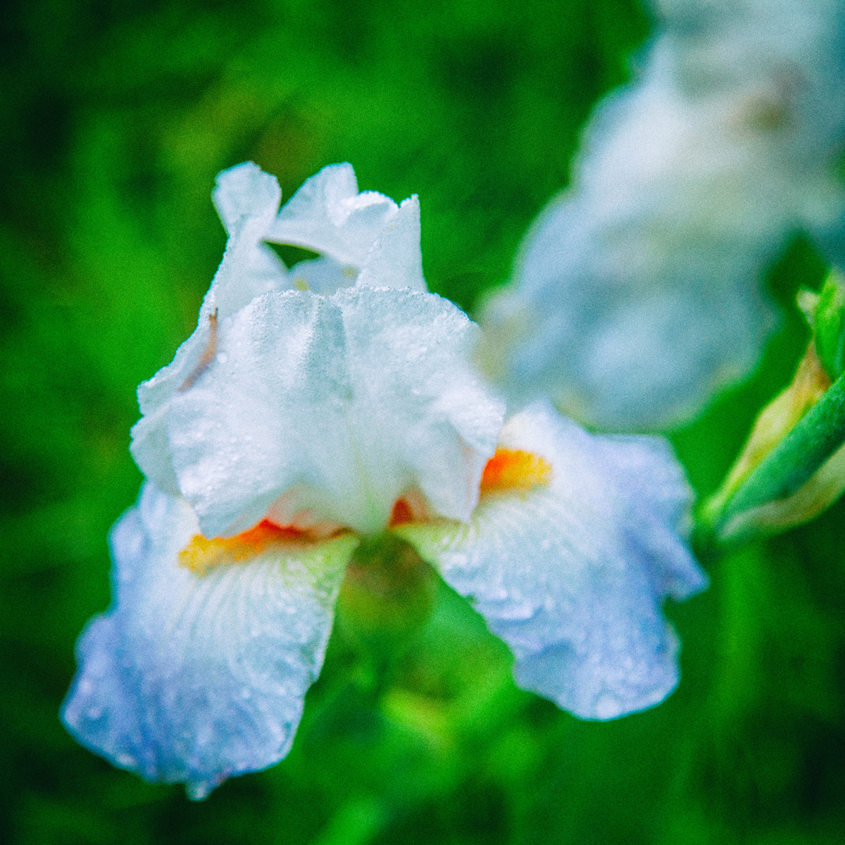 Iris Blanc perlé de rosée