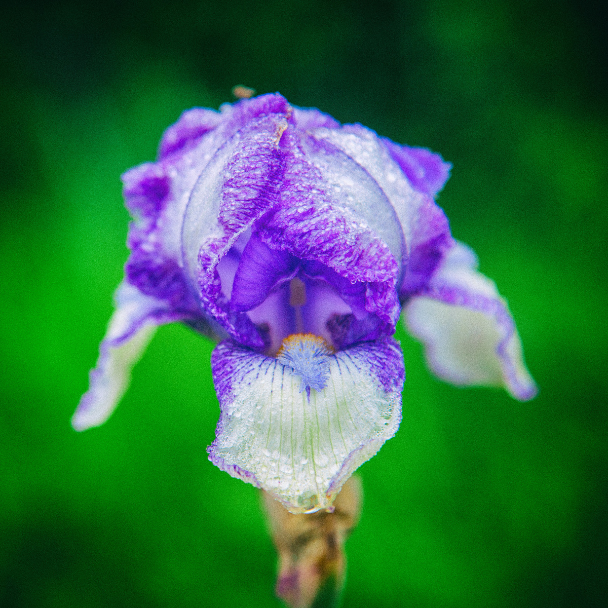 Iris violet et blanc