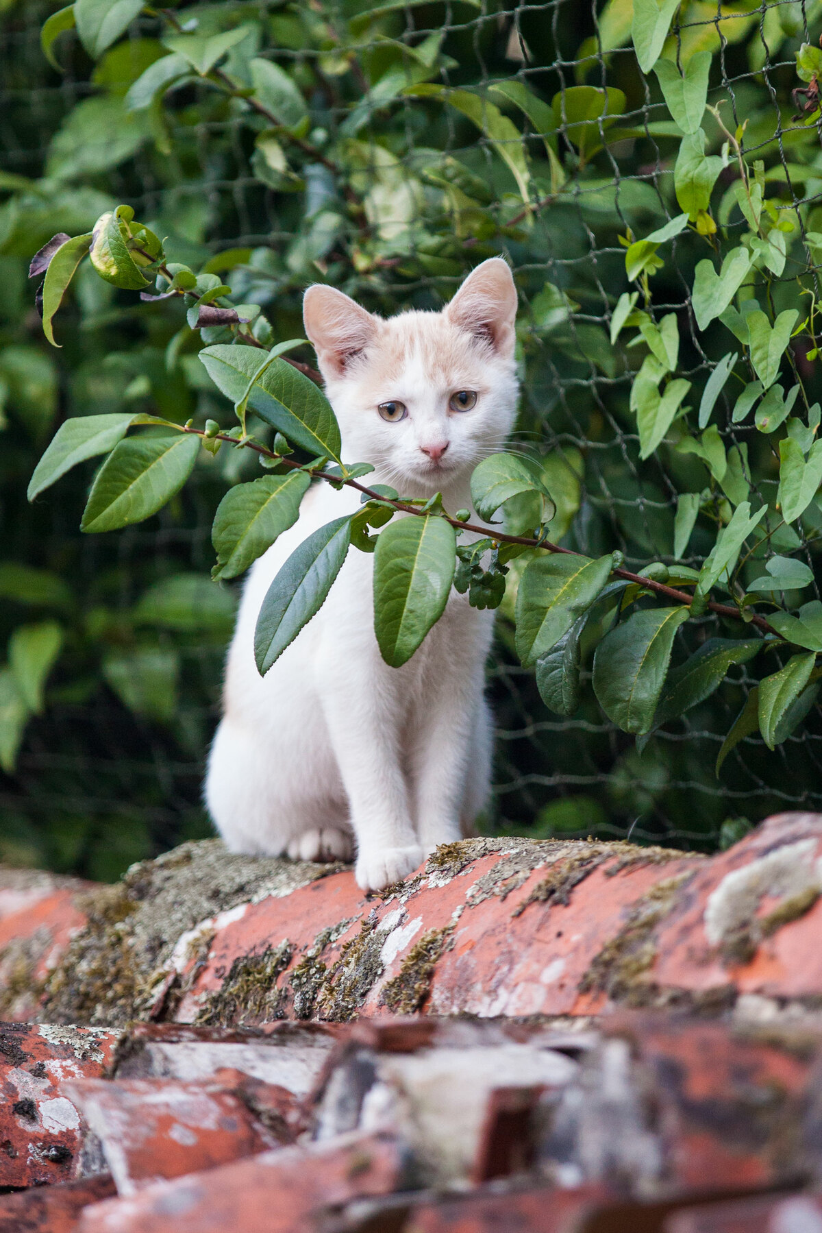 Petit chat curieux roux et blanc sur un muret