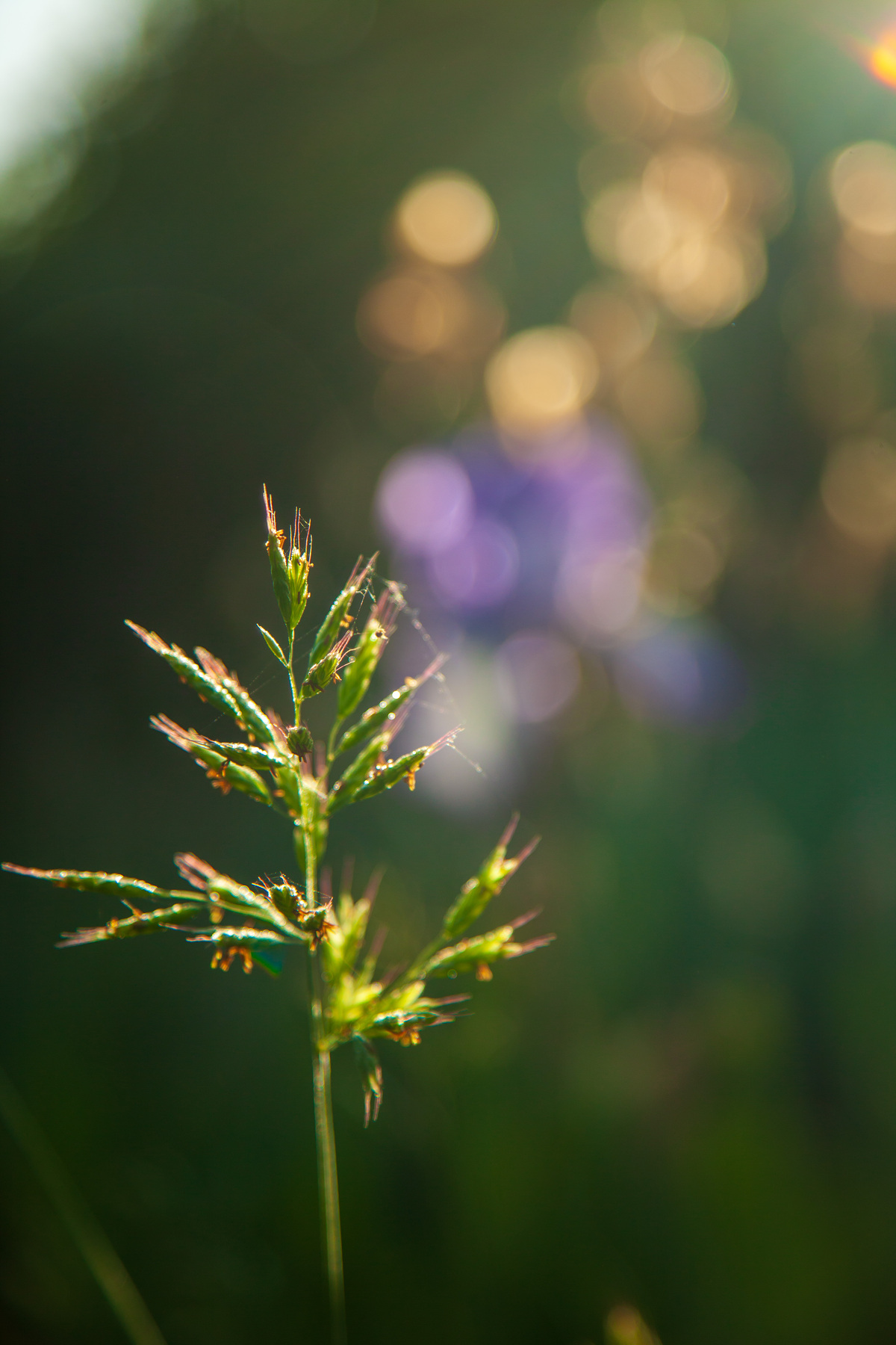 Brin d’herbe
