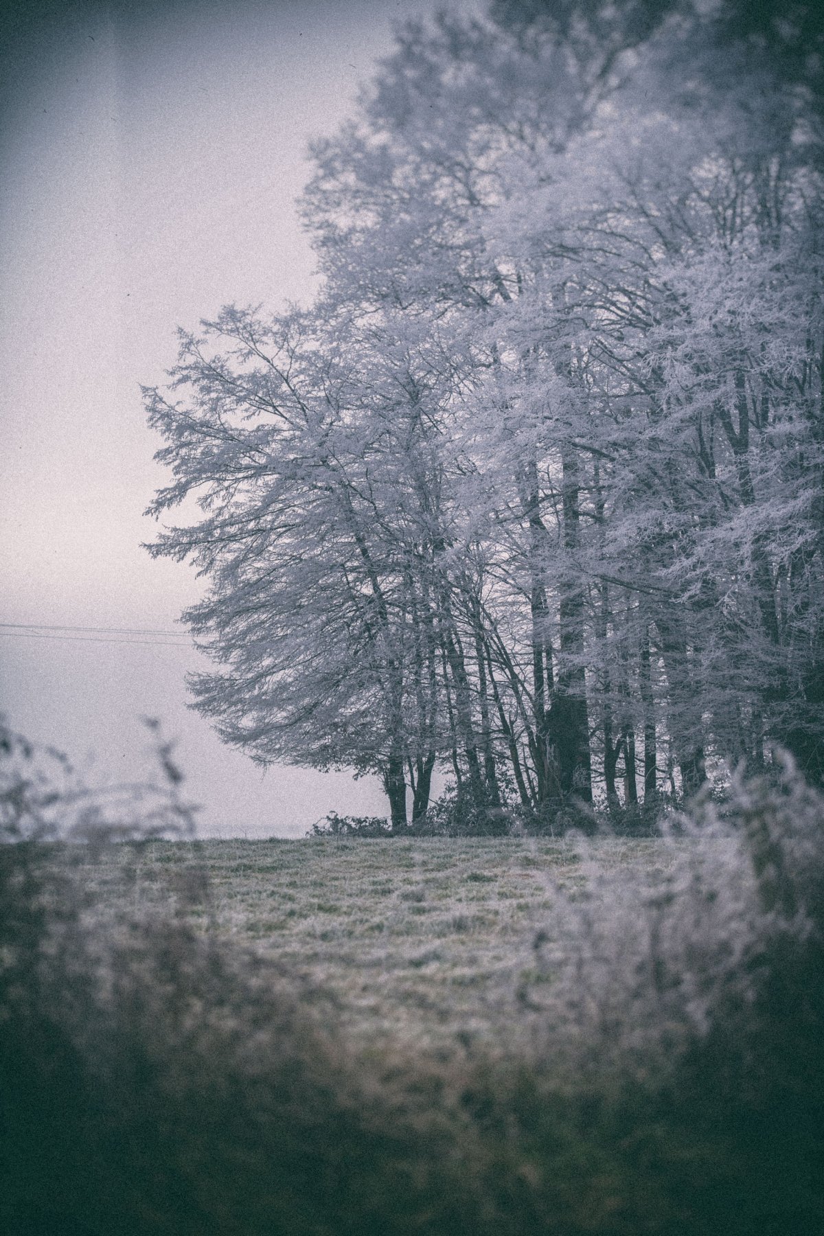 Forêt Blanche