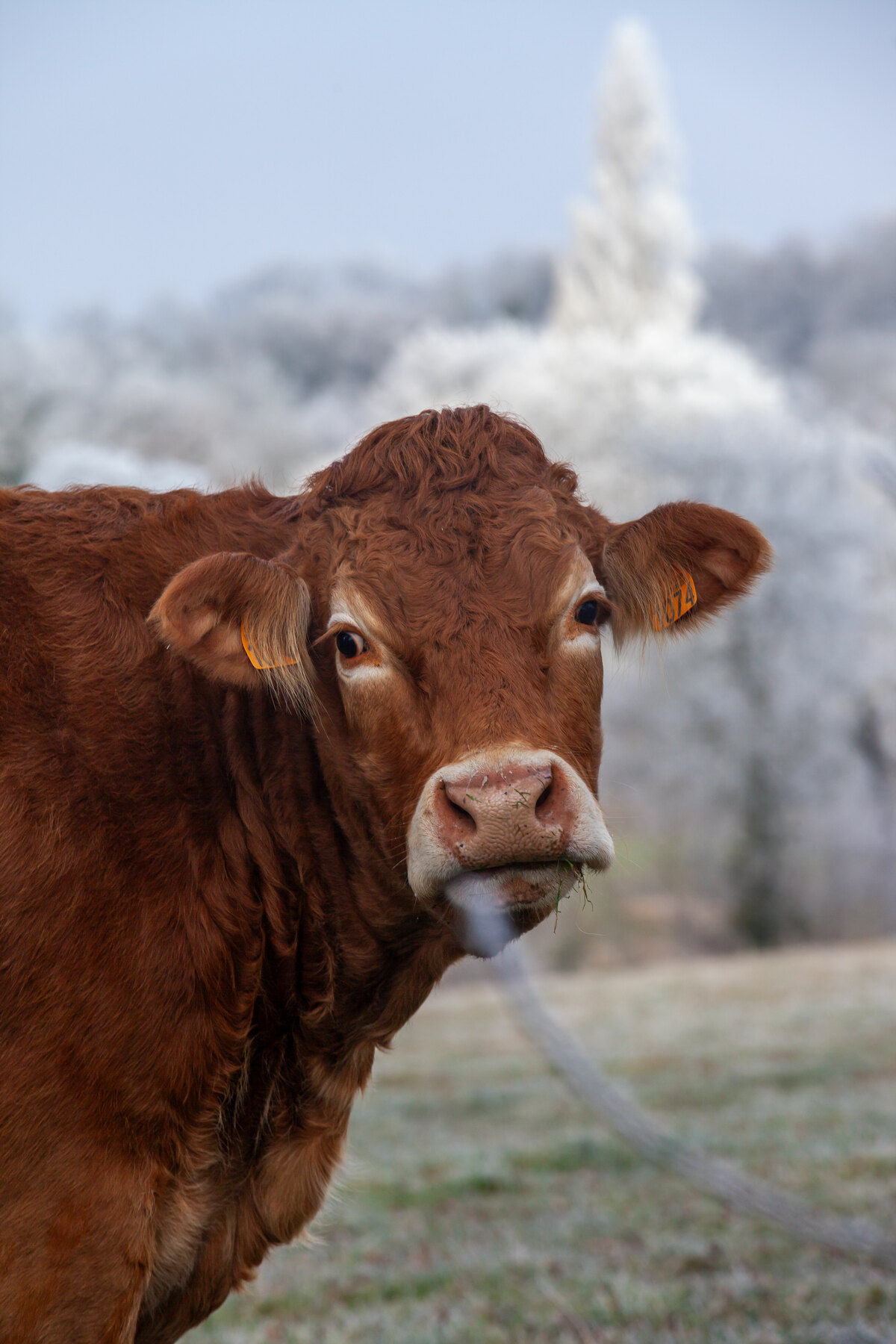 Vache dans le froid
