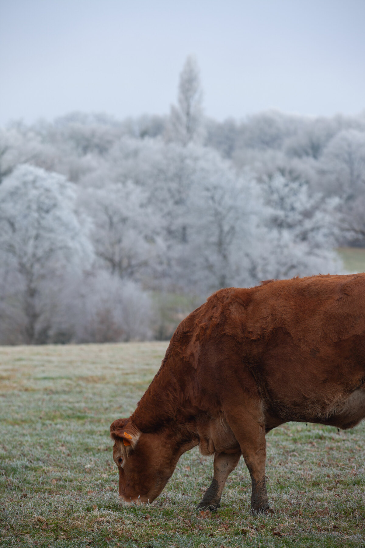 Vache dans le givre