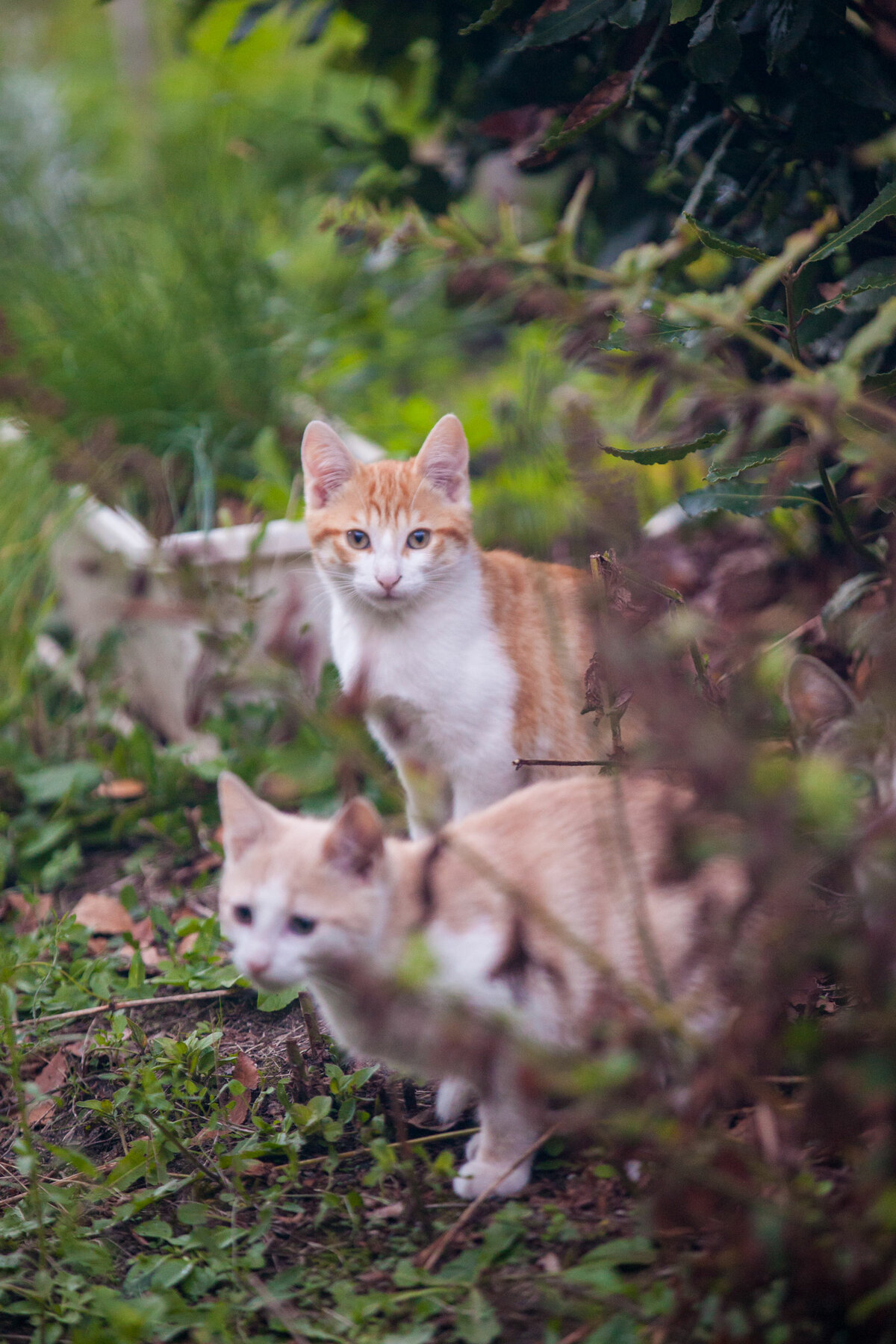 Frères chats