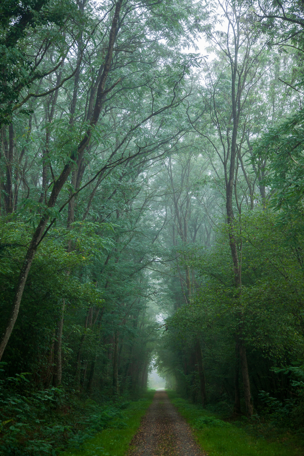 La voie verte dans la brume