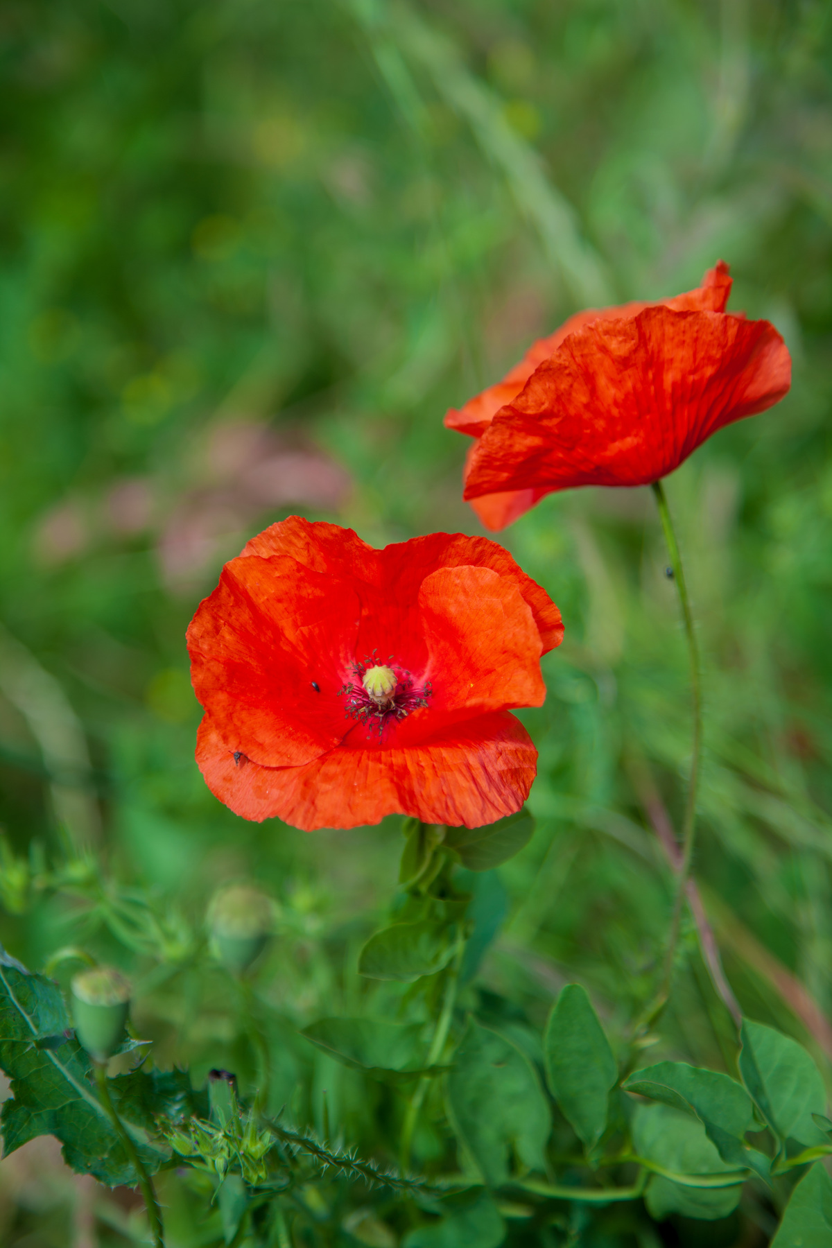 Coquelicot