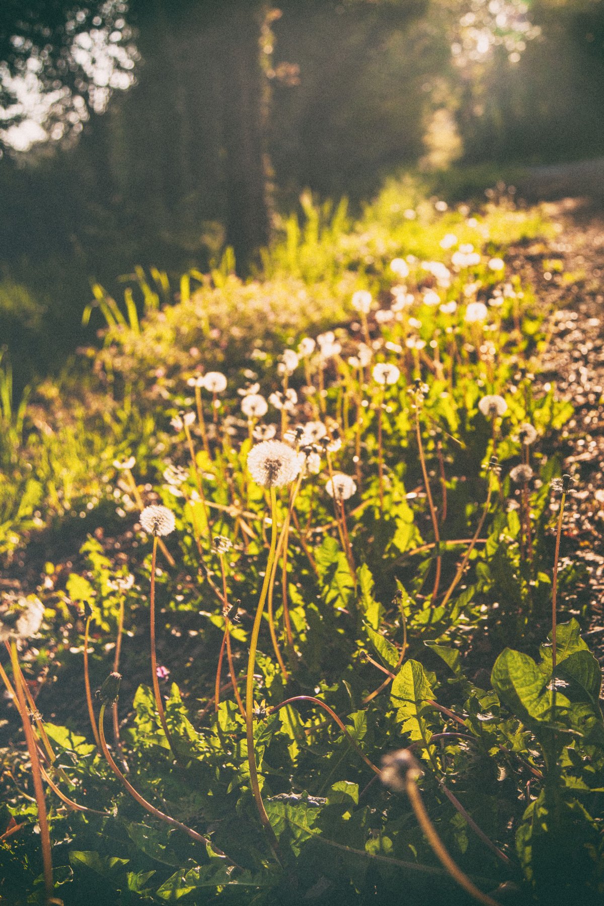 Voie verte le matin