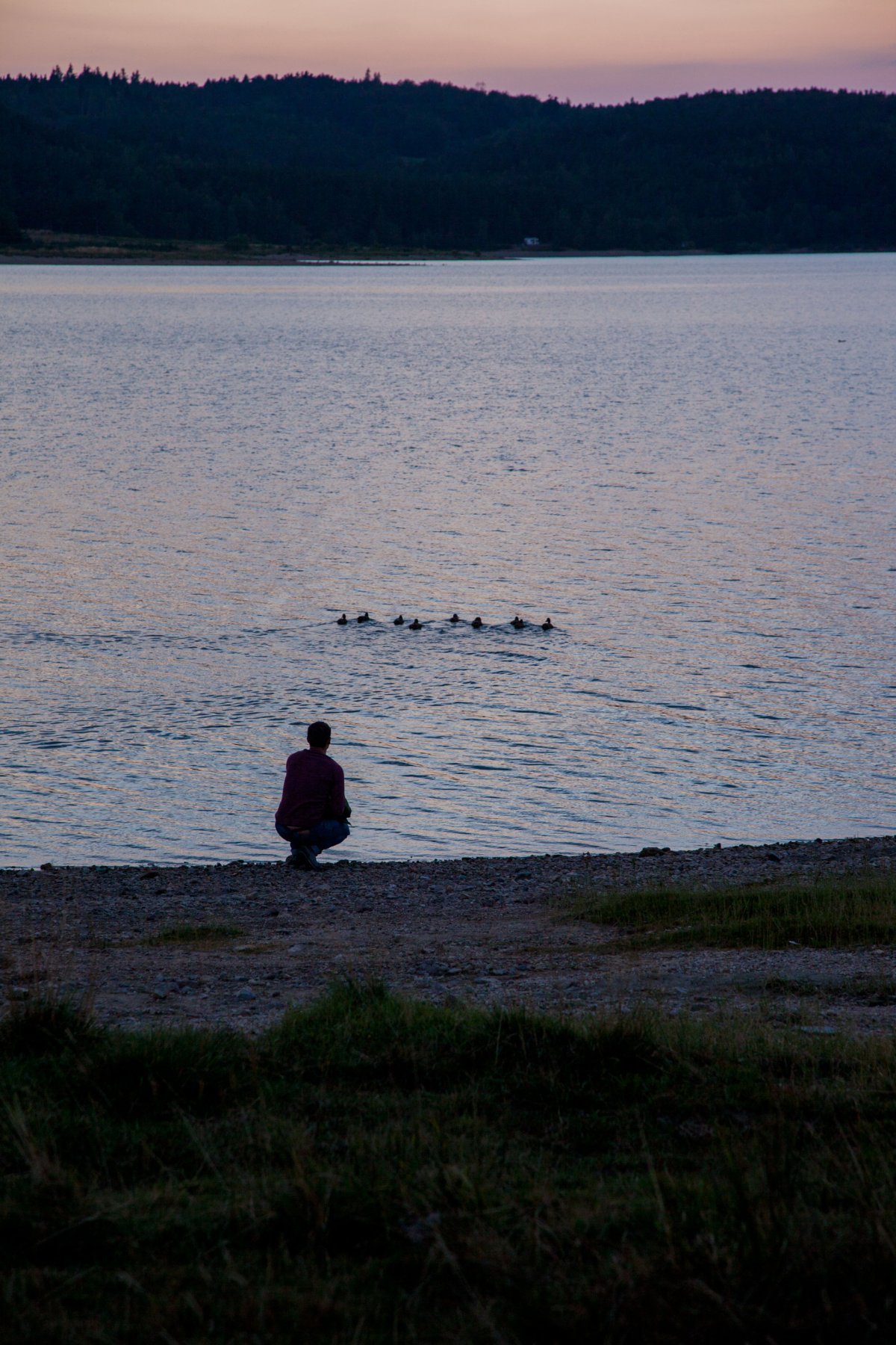 Lin et les canards