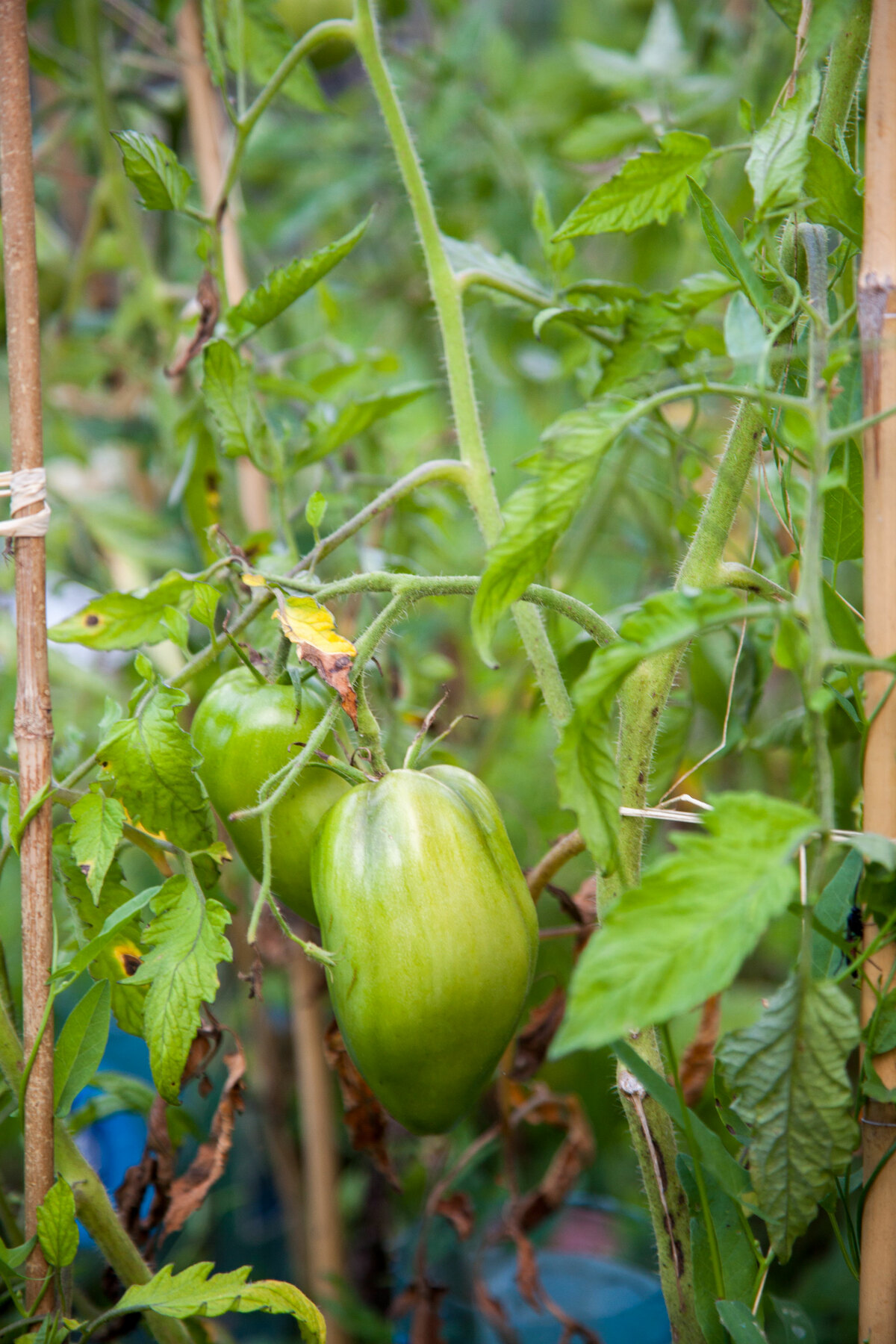 Tomate verte