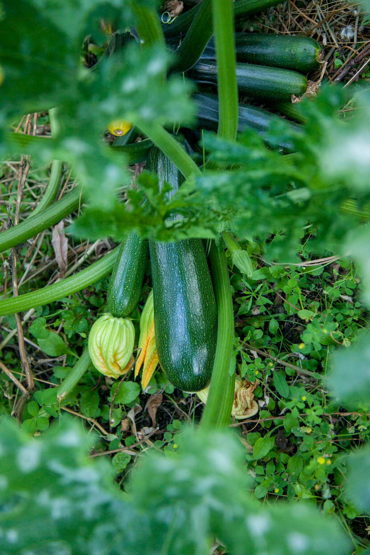 Pied de courgette