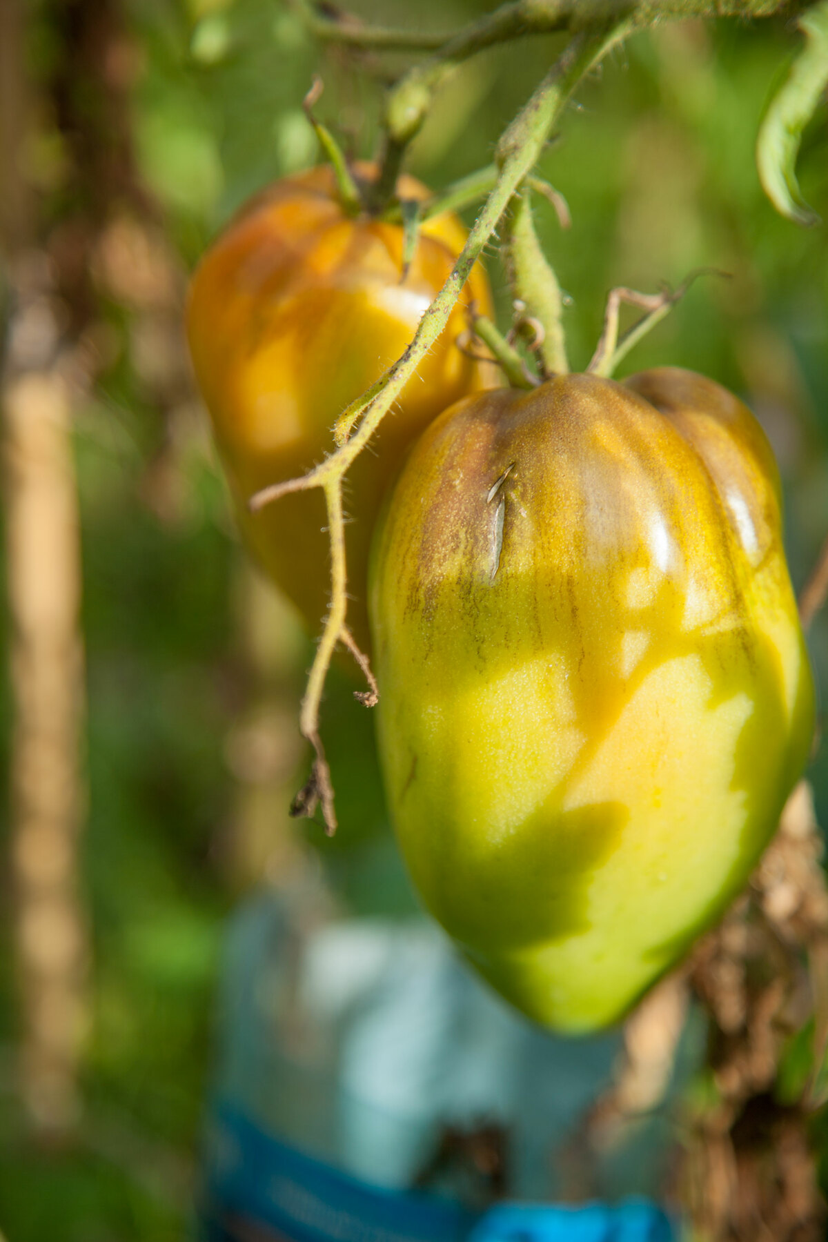 Tomate coeur de boeuf verte