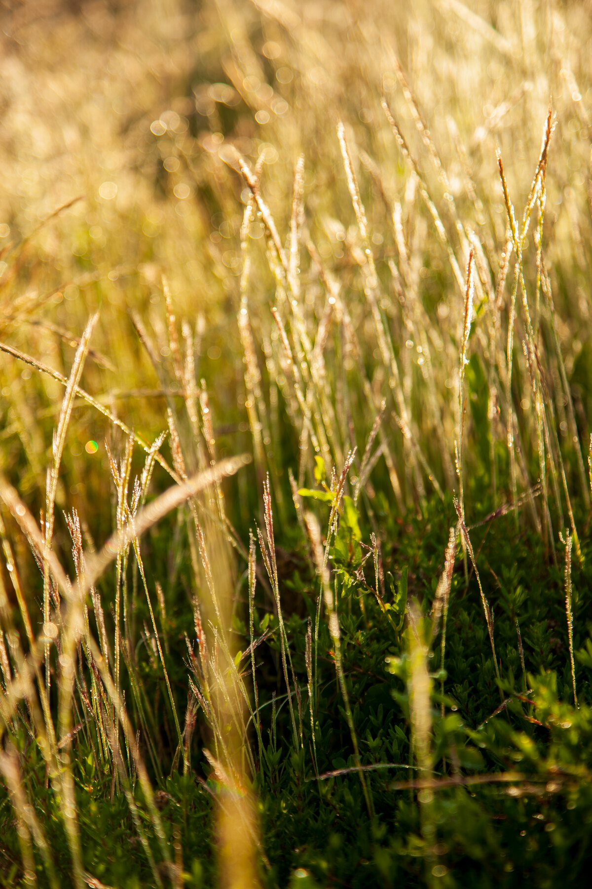 Herbe pleine de rosée