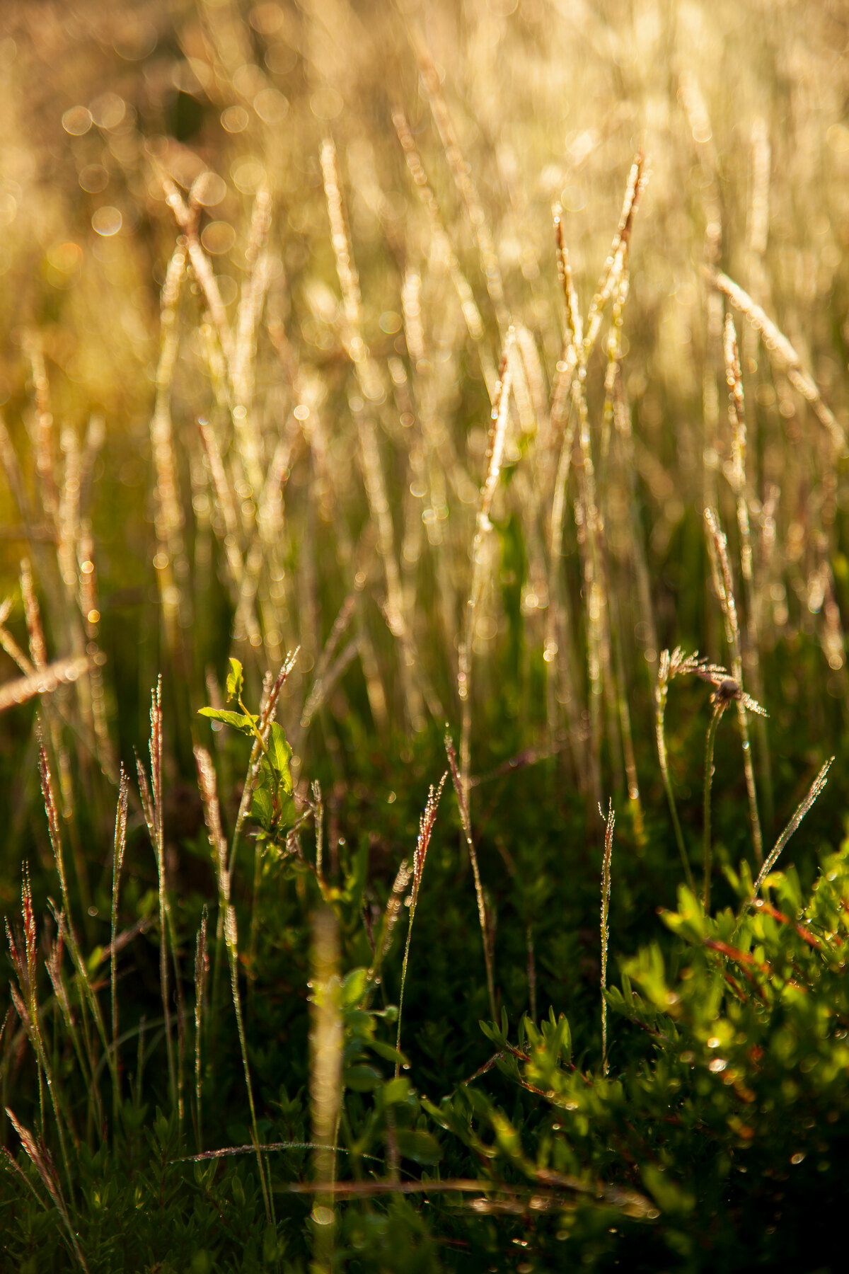 Herbe pleine de rosée