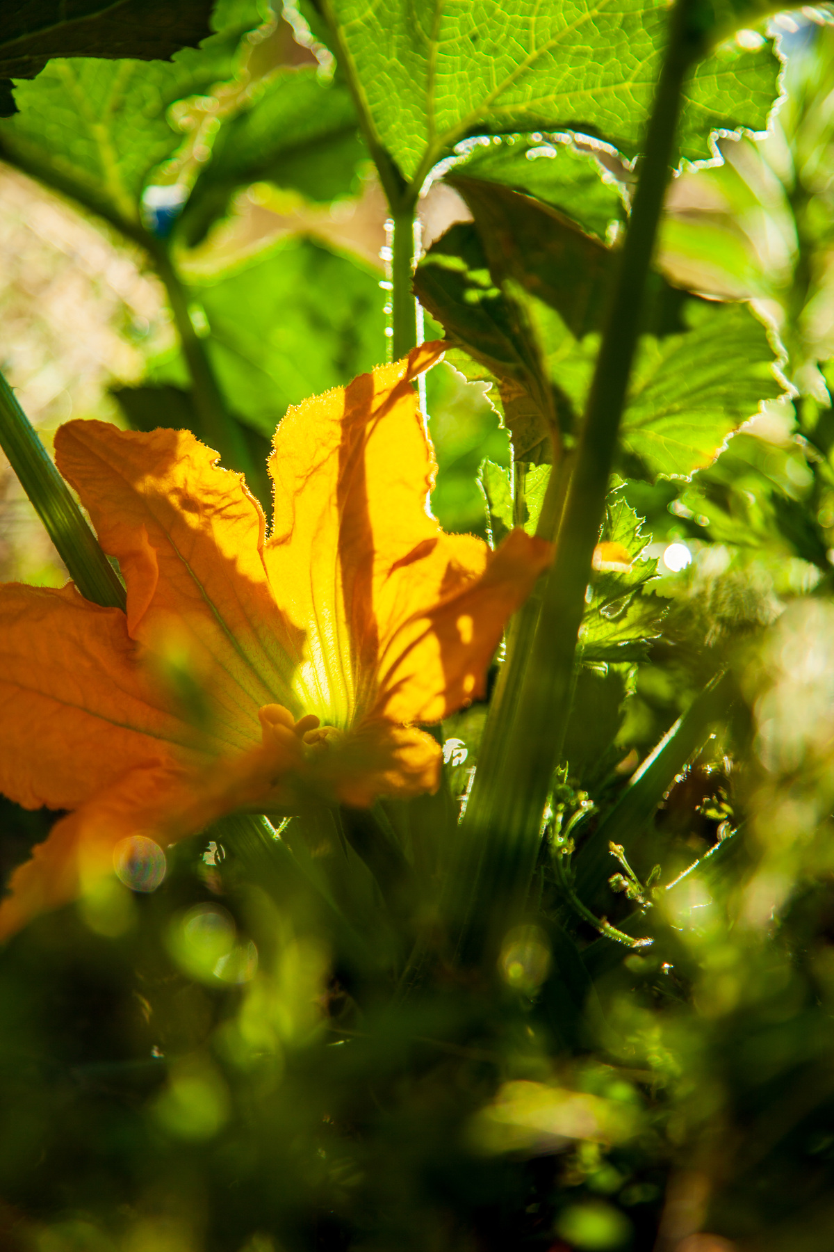 Fleur de courgette