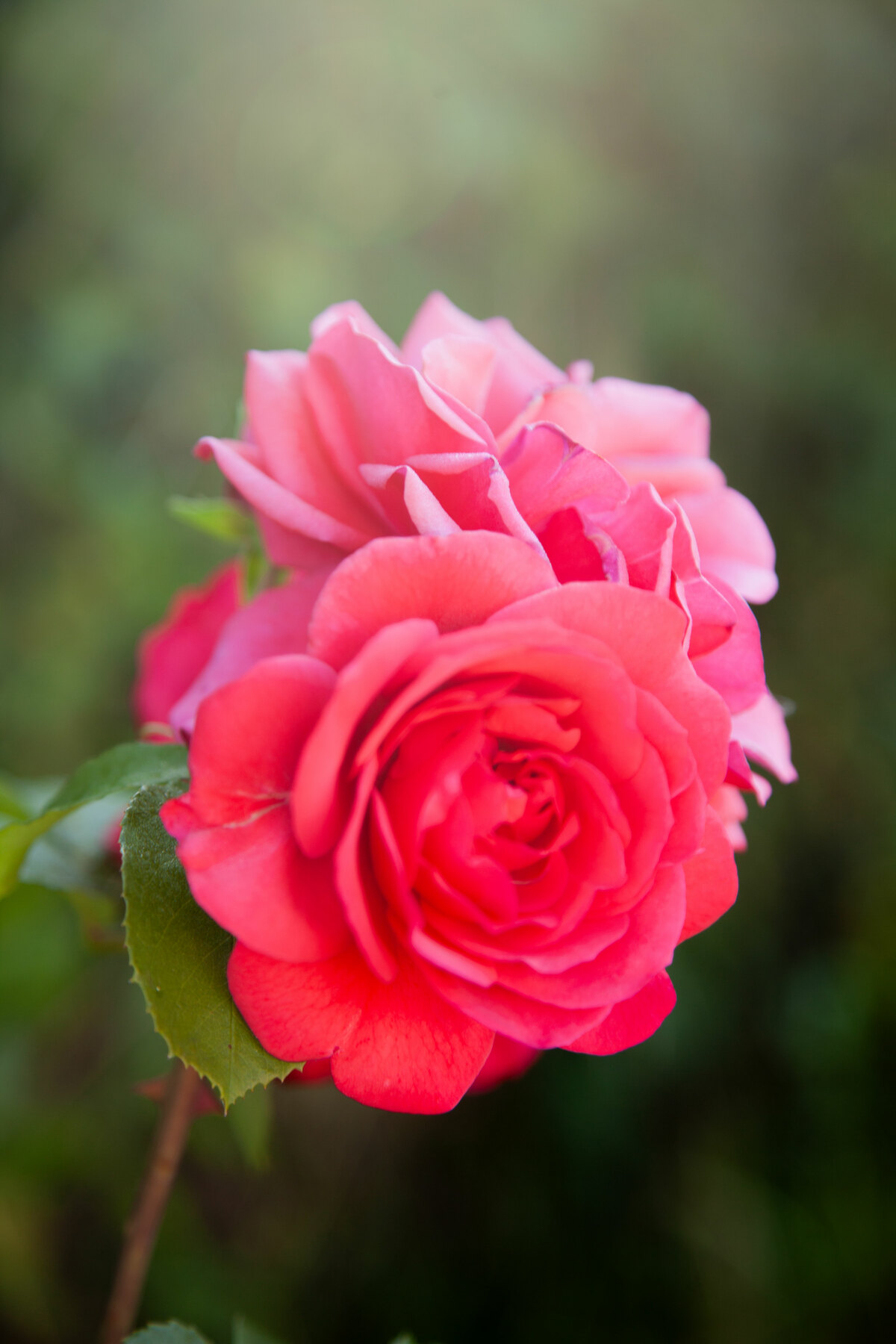 Roses