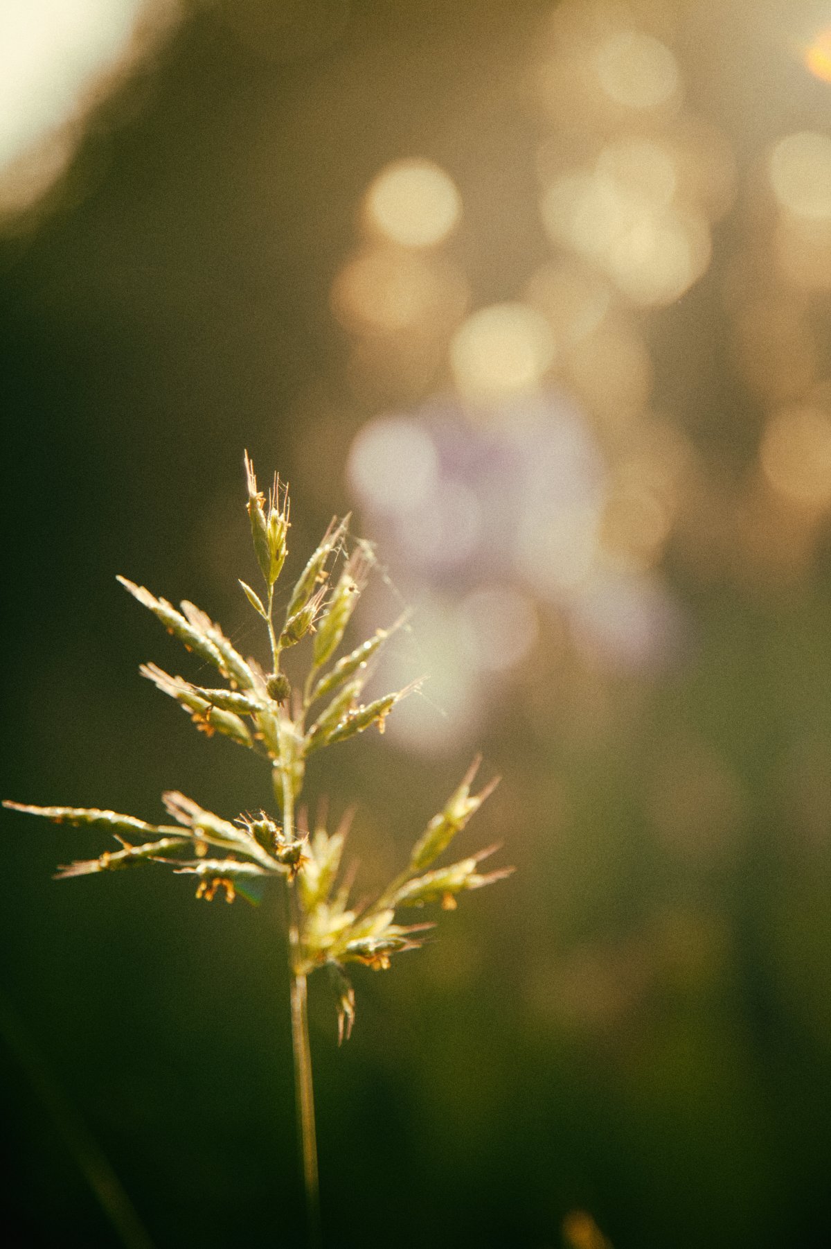 Herbe