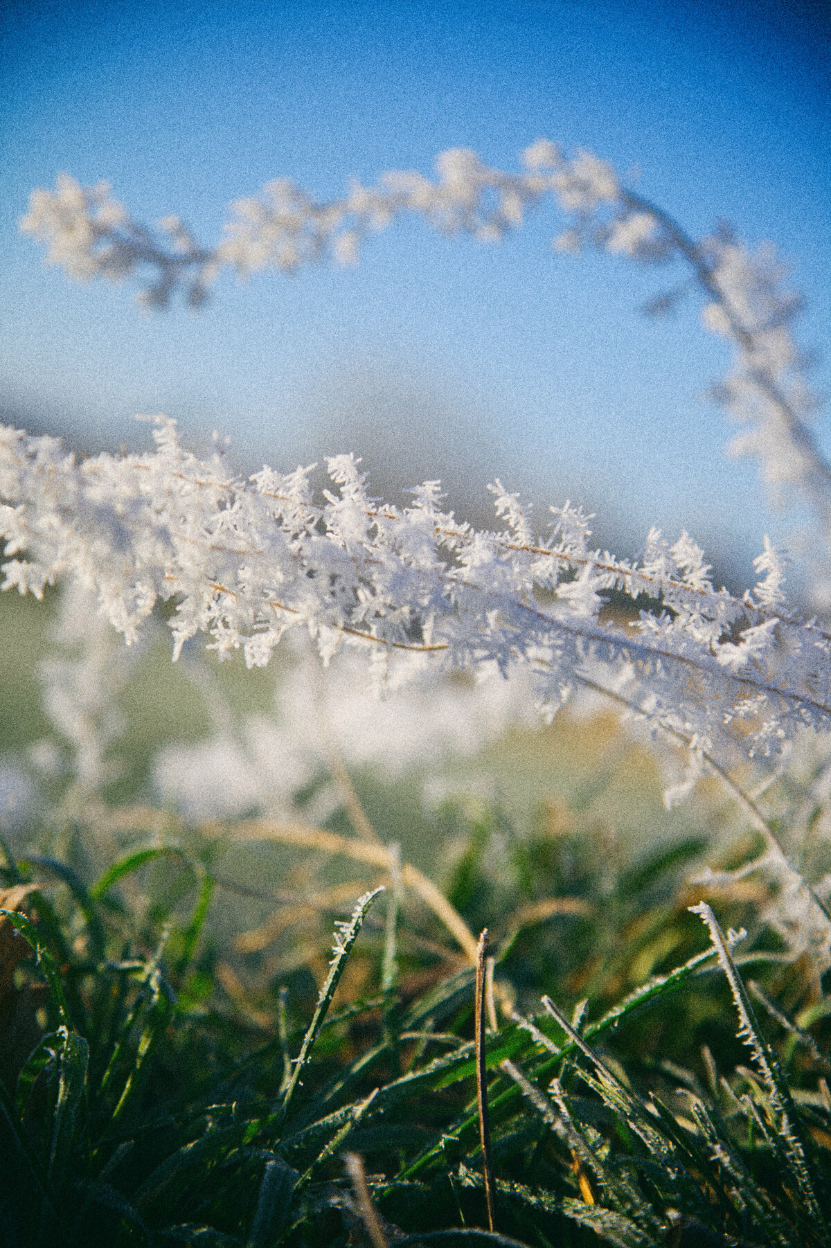 Herbes givrées