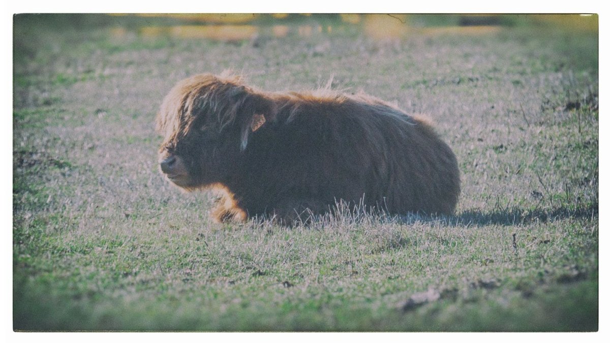 Petit veau poilu