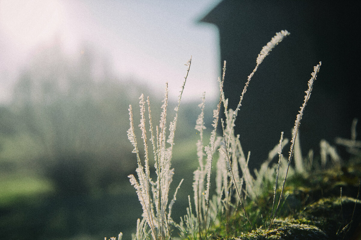 Herbes givrées