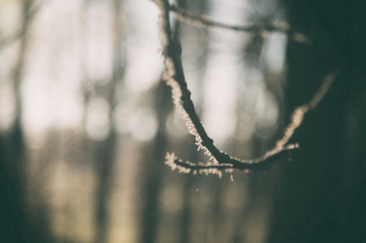 Branche givrée