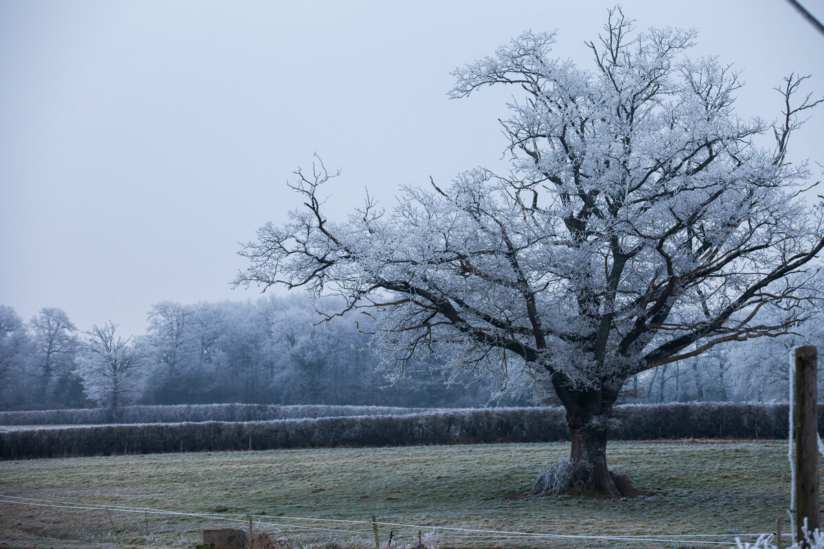 Arbre gelé dans un champ