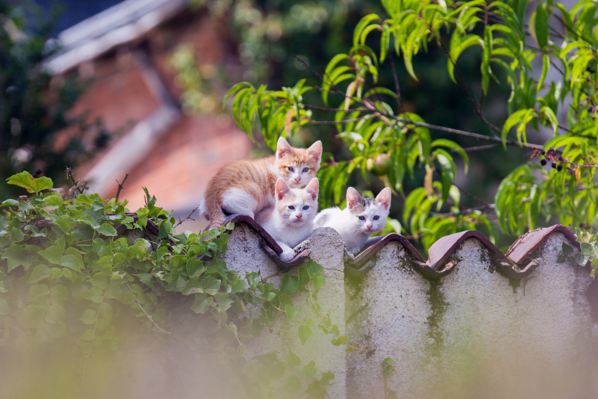 Tas de chatons sur muret