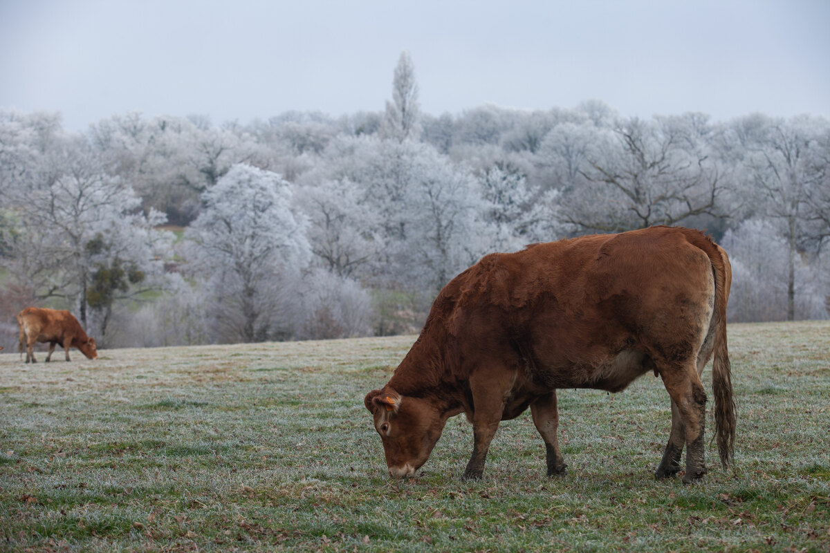 Vaches dans le champ gelé
