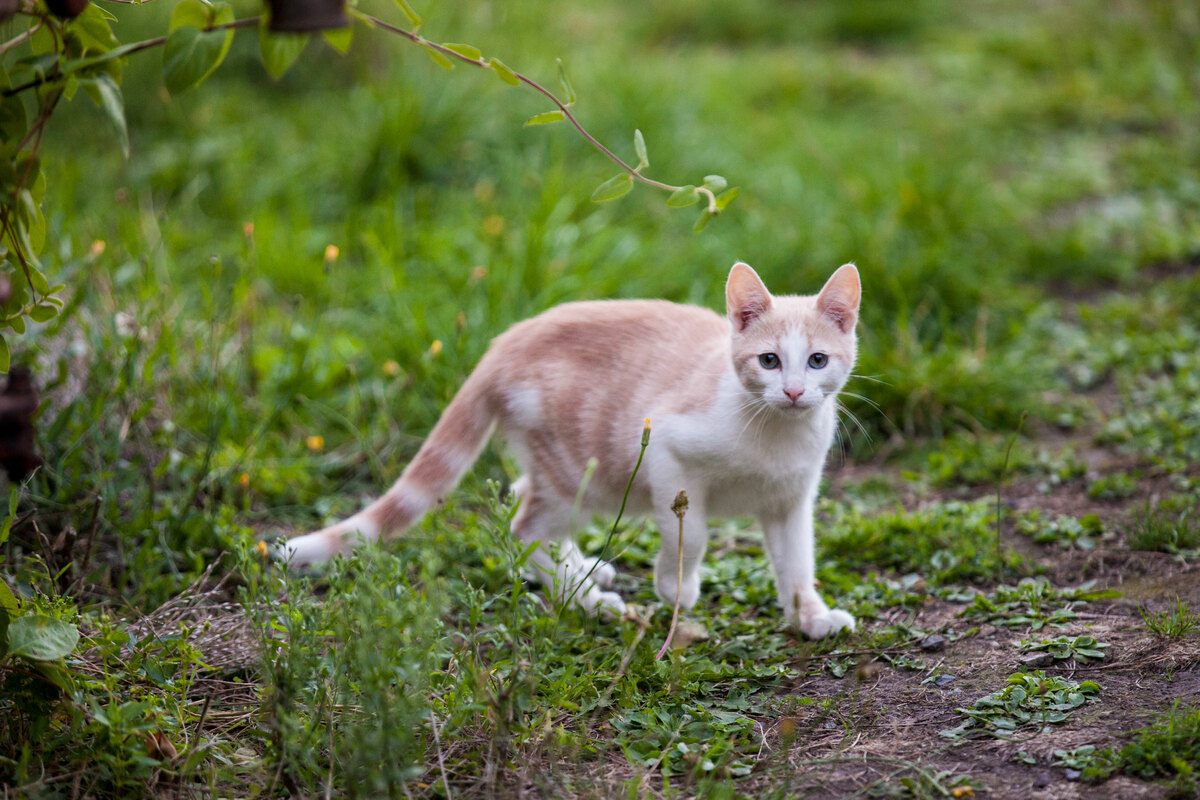Chaton roux