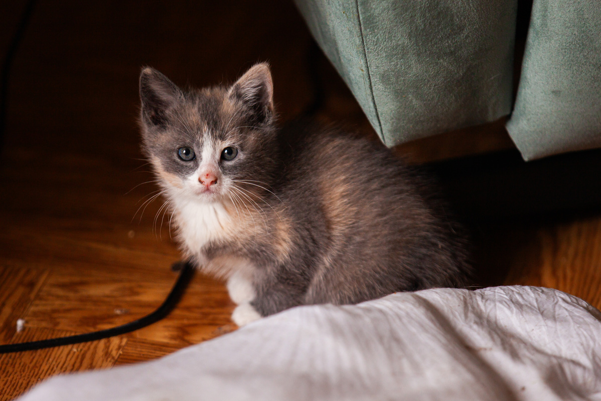 Petit chaton tricolore