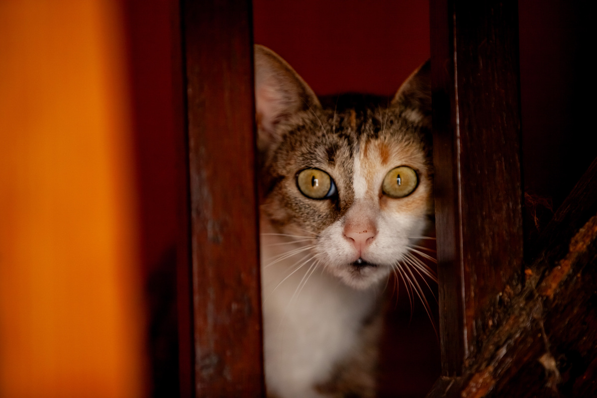 Maman chat surveille