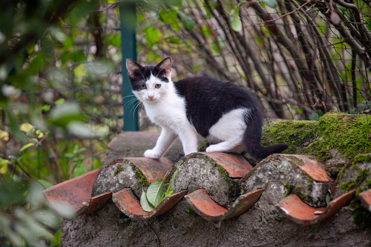 Chat vache