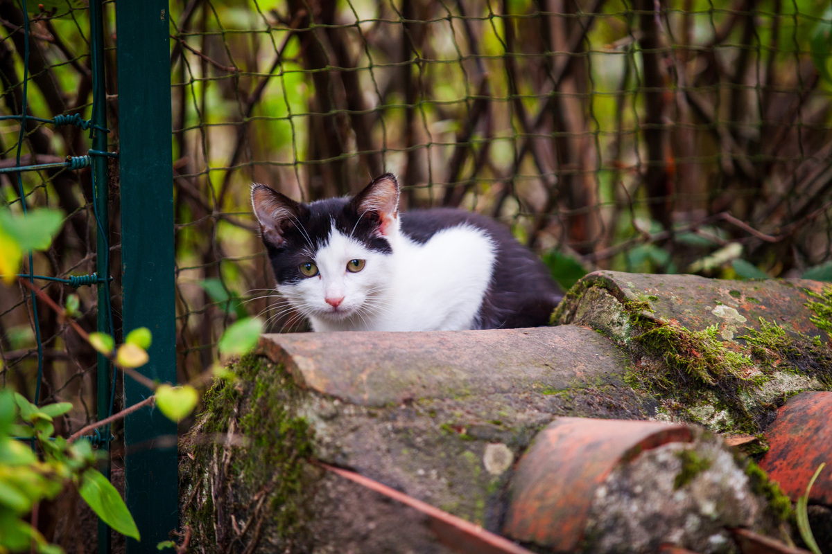 Bébé chat caché
