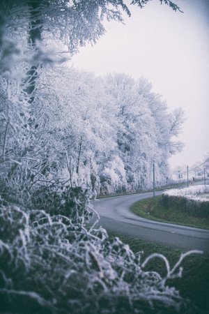 Foret blanche