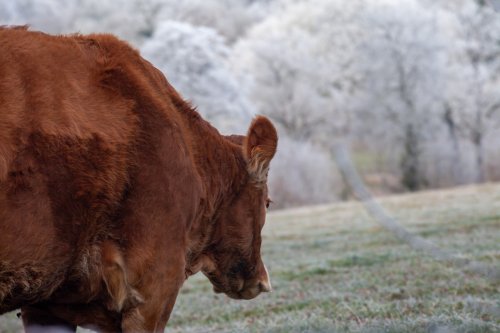 Vache dans le froid