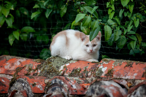 Chaton blanc et crème