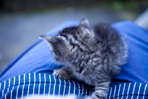 Chaton nouveau né sur les genoux