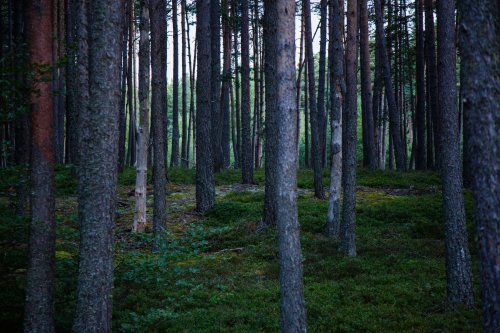 Forêt aux myrtilles