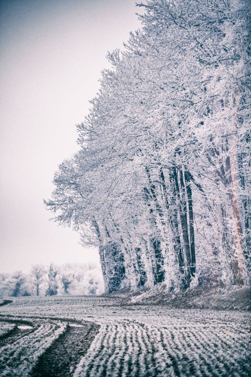 Forêt Blanche