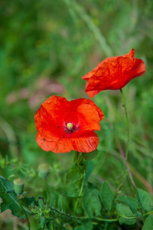 Coquelicot