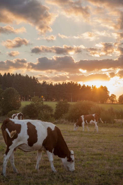 Vaches au couchant
