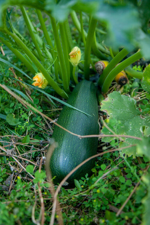 Courgette