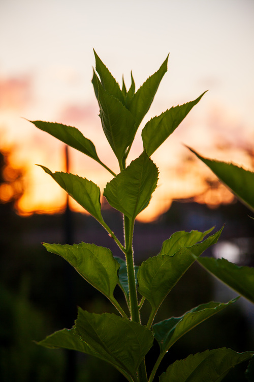 Plant de topinembourg